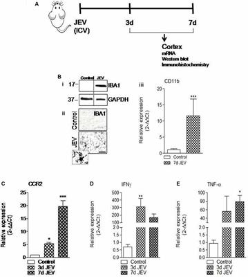 CCR2 Inhibition Reduces Neurotoxic Microglia Activation Phenotype After Japanese Encephalitis Viral Infection